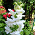 White Snowflake Snapdragon - Team Grow