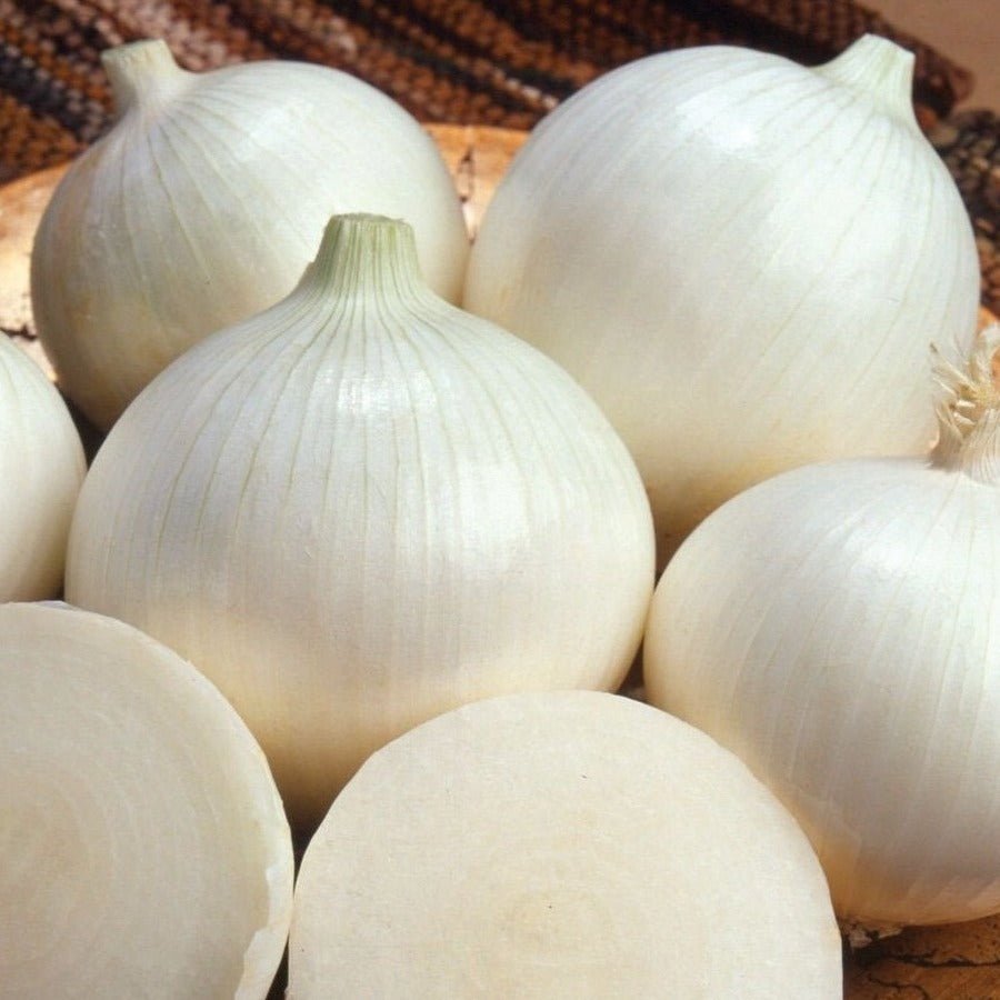 White Sweet Spanish Onion - Team Grow