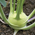 White Vienna Kohlrabi - Team Grow