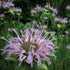 Wild Bergamot "Bee Balm" - Team Grow