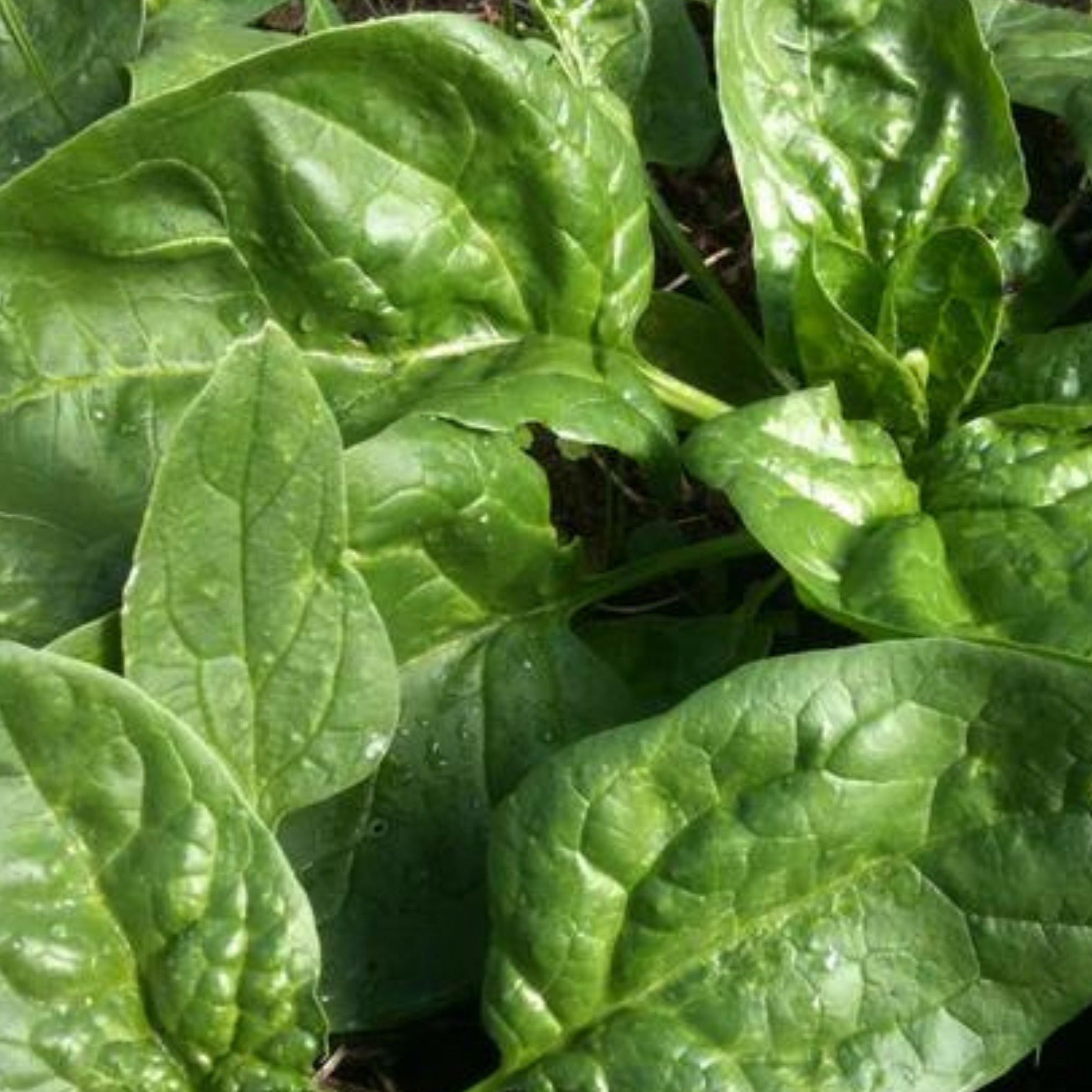 Winter Giant Spinach - Team Grow