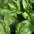 Winter Giant Spinach - Team Grow