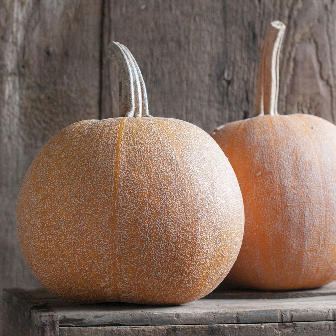 Winter Luxury Pumpkin - Team Grow