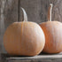 Winter Luxury Pumpkin - Team Grow
