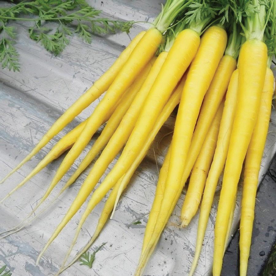 Yellow Carrot - Team Grow