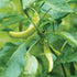 Yellow Corno Di Toro Pepper - Team Grow