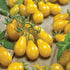 Yellow Pear Tomato - Team Grow
