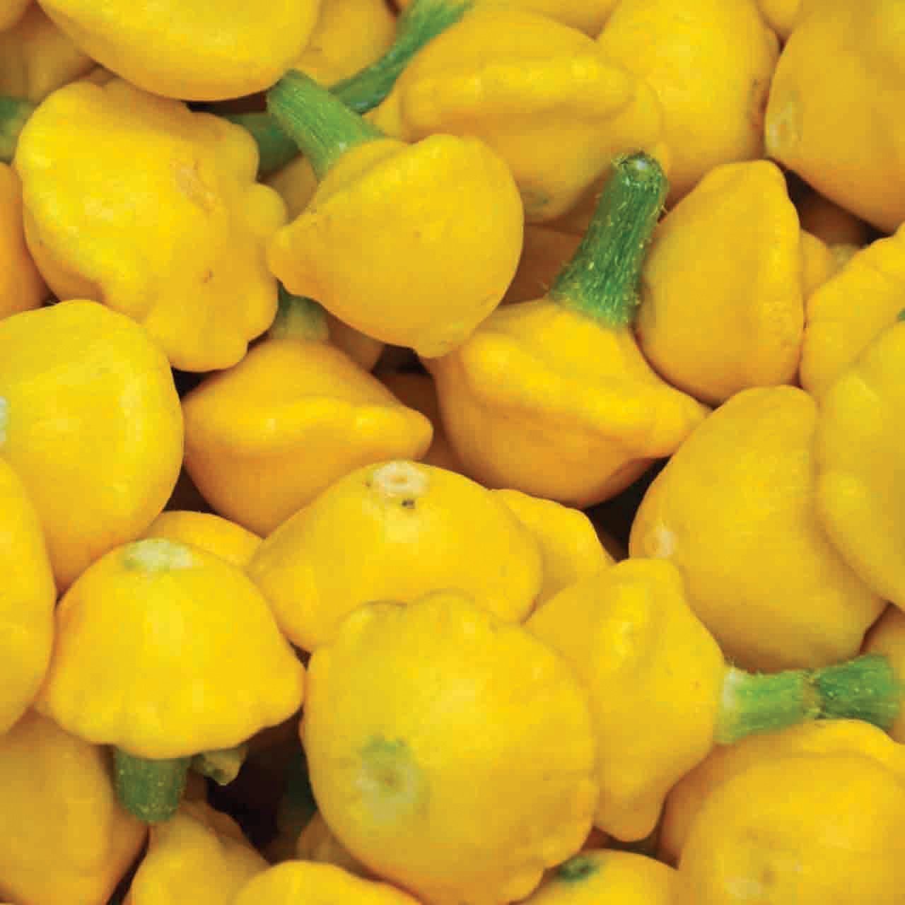 Yellow Scallop Squash - Team Grow