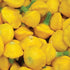 Yellow Scallop Squash - Team Grow