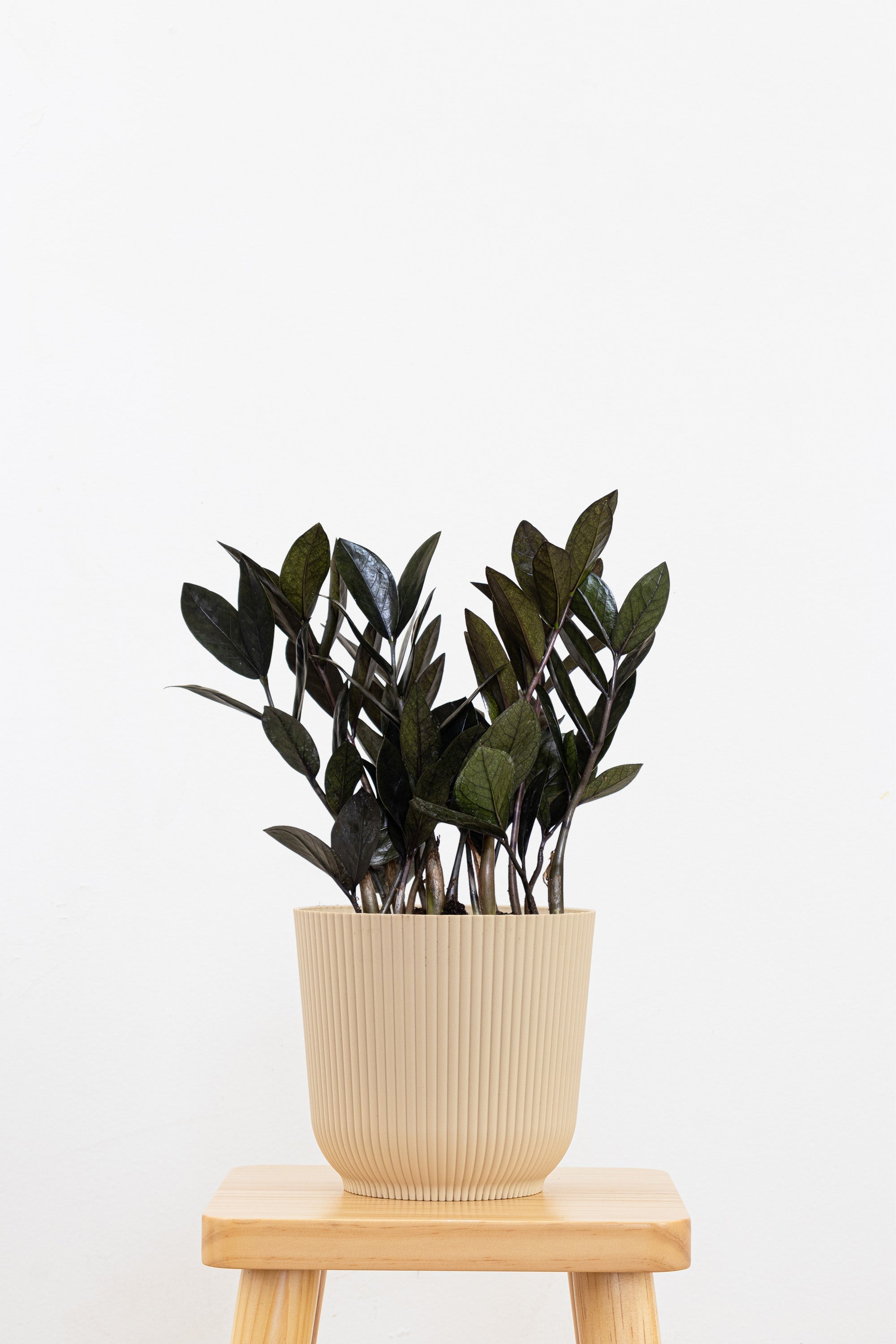 black zz house plant ZZ Black – Team Grow