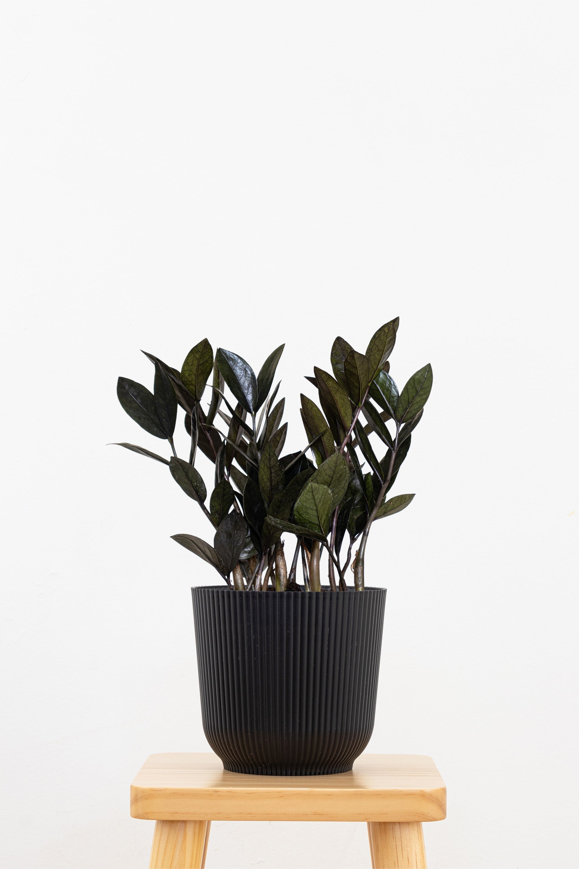 ZZ Black - Team Grow